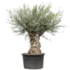 Stablo bonsai maslina Olea europaea XL s kvrgavim deblom opsega 150 do 175 cm i gustom mediteranskom krošnjom.