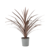 Australska kordilina 'Red Star' (Cordyline australis) s dugim bordo listovima