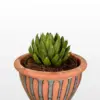 Kraljevska agava Agave victoriae reginae L s kompaktnom rozetom tamnozelenih listova s bijelim linijama u dekorativnoj tegli.