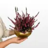 Vrijesak Beauty Ladies Red Calluna vulgaris s tamnocrvenim zvonolikim cvjetovima u zlatnoj ukrasnoj tegli.