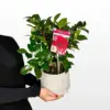 Japanska kamelija Black Lace Camellia japonica s raskošnim tamnocrvenim cvjetovima i sjajnim tamnozelenim listovima u ukrasnoj posudi.