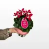 Ciklama 'Djix' (Cyclamen persicum) s dekorativnim srcolikim listovima i bogatim cvjetovima u ukrasnoj tegli.