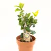 Japanska kamelija Brushfield's Yellow Camellia japonica s velikim bijelim cvjetovima i kremasto žutim središtem u ukrasnoj tegli.