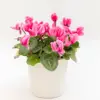 Ciklama Cyclamen persicum M s raskošnim cvjetovima i dekorativnim srcolikim listovima u ukrasnoj tegli.