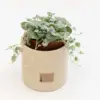 Dihondra 'Silver Falls' (Dichondra argentea) s dugim srebrnastim visećim izdancima u ukrasnoj tegli.