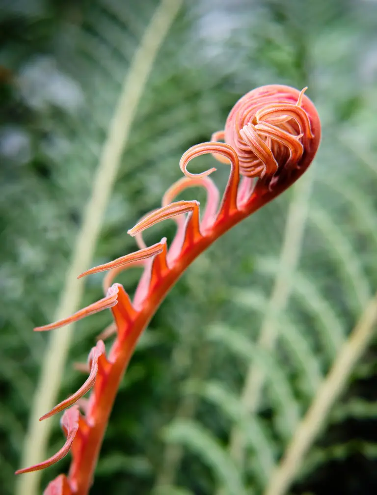 red-curled-plant-closeup 1