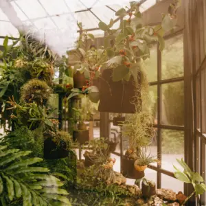greenhouse-forest 1