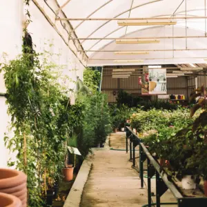greenhouse-interior 1
