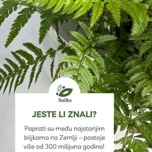Copy of PlantShopTemplatePortrait (2)