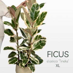 Copy of PlantShopTemplatePortrait (5)