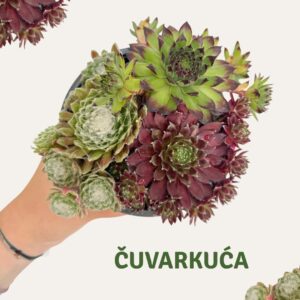Copy of PlantShopTemplatePortrait (6)