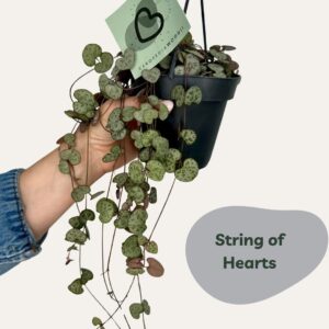 Copy of PlantShopTemplatePortrait (Instagram Post (45))