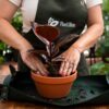 Presađivanje sobne biljke fikus u terakotnu teglu u prostoru Plant Olive Oaze.