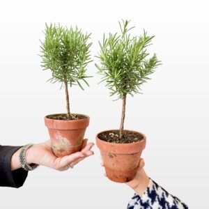 PlantOlive proizvodi