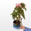 Begonija maculata (Begonia sp.) sobna je biljka sa zelenim listovima prošaranim srebrnim točkama i tamnocrvenim naličjem, za svijetle interijere.