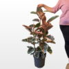 Fikus ‘Belize’ (Ficus elastica) sobna je biljka velikih zelenih, krem i ružičastih listova u sadnoj tegli, za svijetle dnevne boravke i urede.