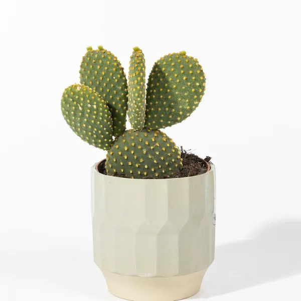 Cactus-3-2.webp