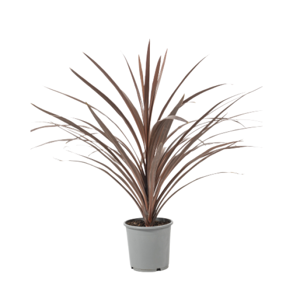 Australska kordilina 'Red Star' (Cordyline australis) s dugim bordo listovima