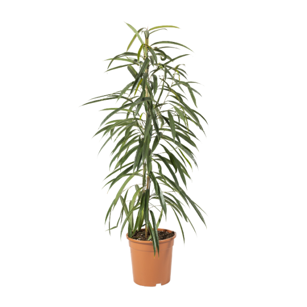 Ficus-Alii-1-2.webp