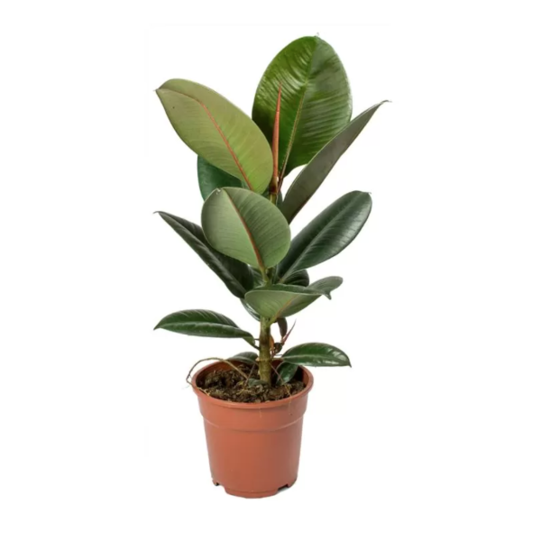 Ficus-El-Robusta-1-2.webp