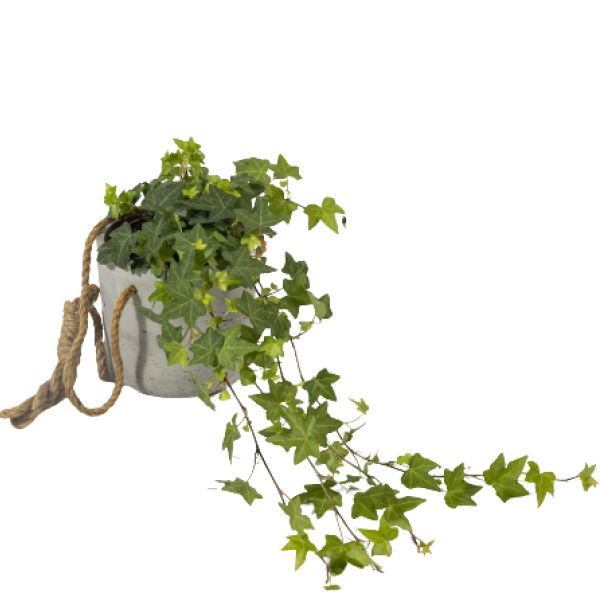 Hedera-Helix-Brsljan-1-3.webp
