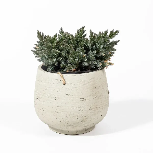 Juniperus-2.jpg