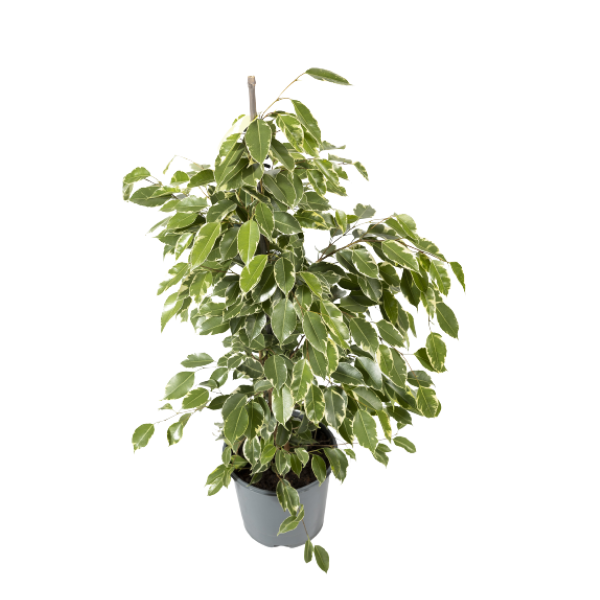 Kalisterom-1-2.webp