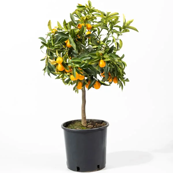 Kumquat-M-2.jpg