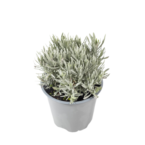 Lavanda-S-1-2.webp