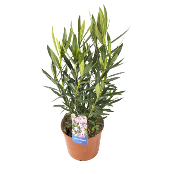 Nerium-Oleander-C17-1-2.webp