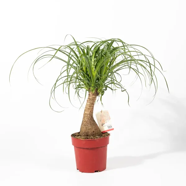 Nolina-Recurvata-Slonova-Noga-2.jpg