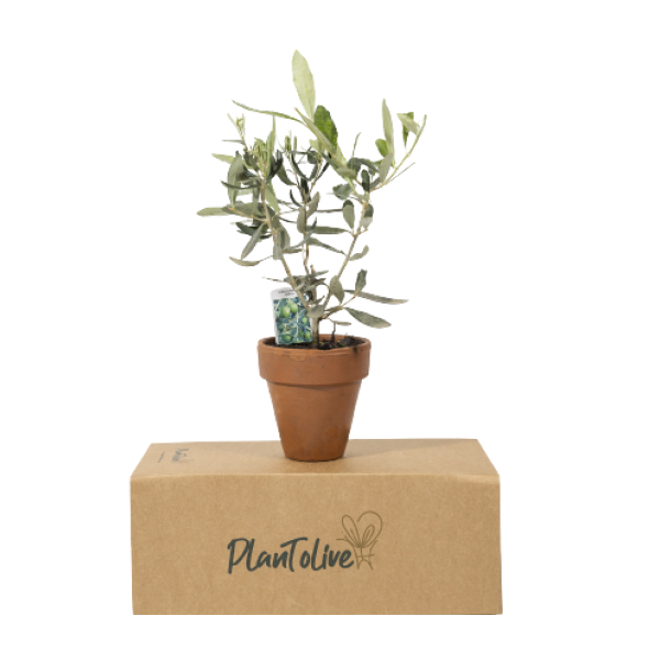 Olive-Oli-in-Terracotta-Pot-Olea-Europaea-3.webp