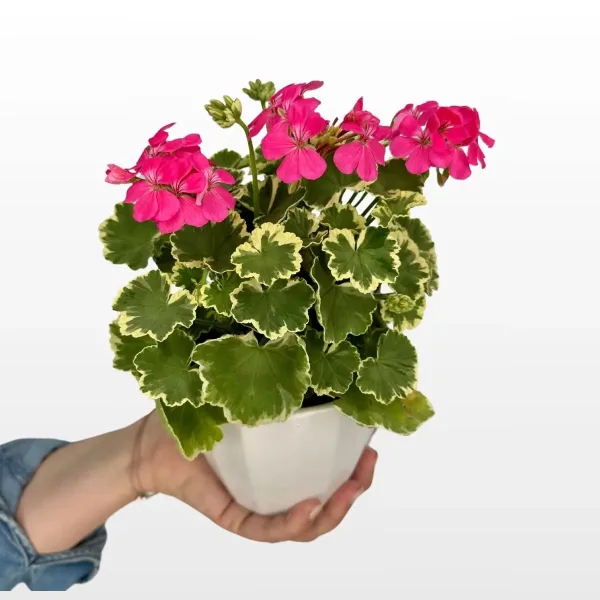 Pelargonium-leaf-rozi-cvijet-2.jpg