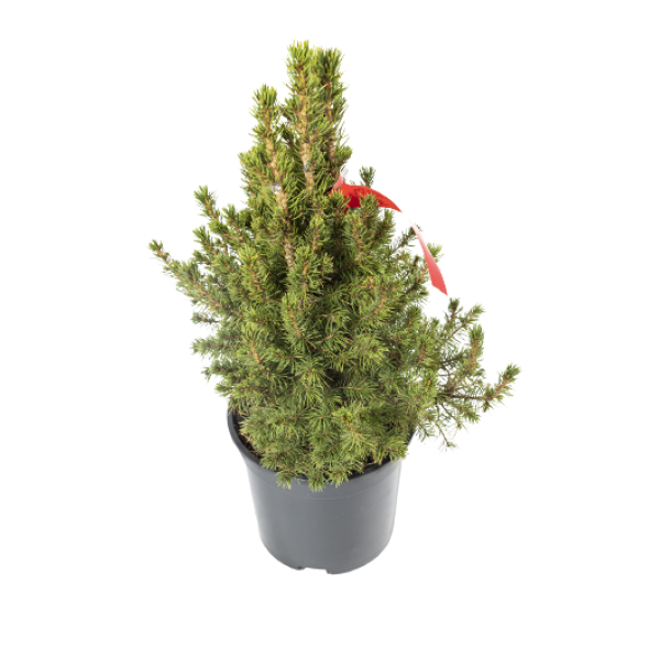 Picea-Glauca-Conica-December-2.webp