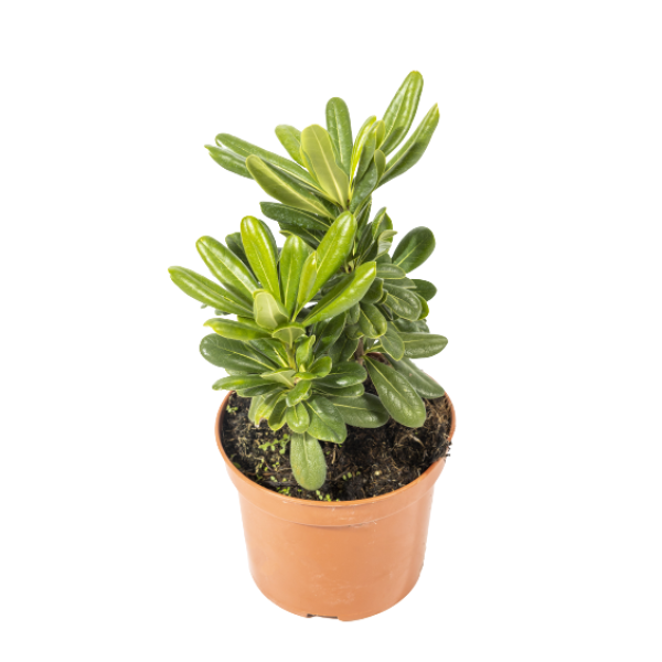 Pittosporum-Tobira-Nana-1-2.webp