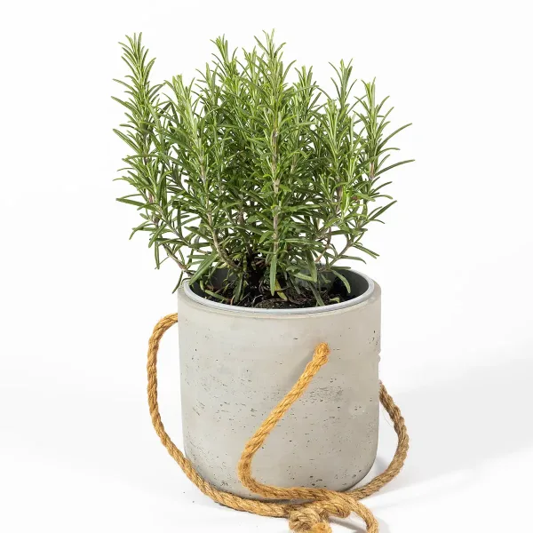 Rosemary-S-Rosemary-Officinalis-2.jpg