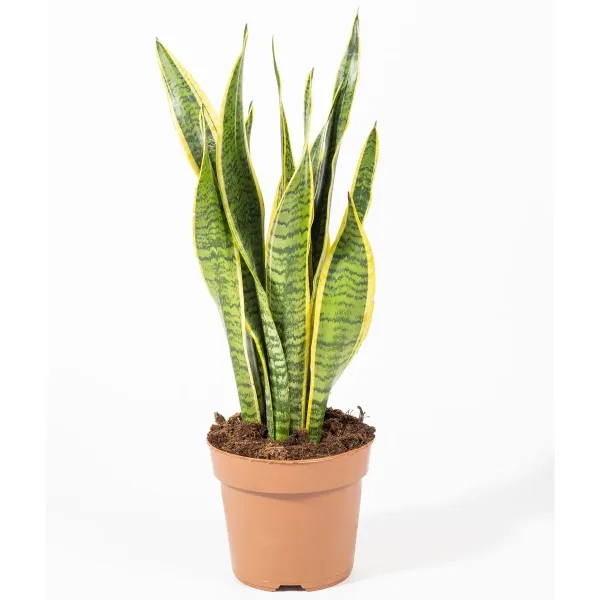 Sansevieria-Black-Coral-2.jpg