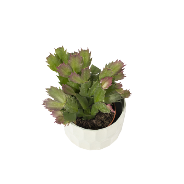 Schlumbergera-truncata-Bozicni-kaktus-1-2.webp