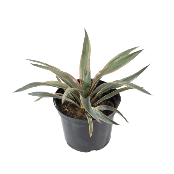Yucca-Gloriosa-1-2.webp
