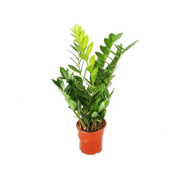 Zamioculcas-Zamiifolia-Zamija-1-2.webp