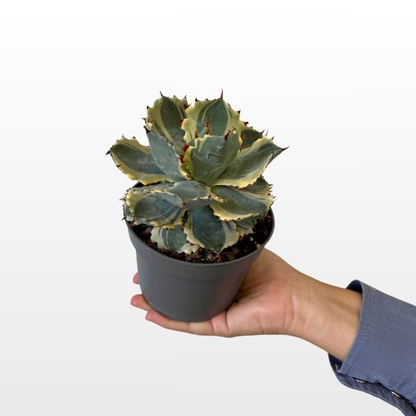 Agava potatorum (Agave potatorum) kompaktna je sukulentna biljka pravilne rozete plavozelenih mesnatih listova s tamnim bodljama, za sunčane terase i vrtove.