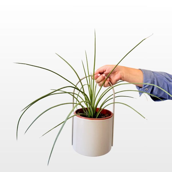 Agava uskih listova (Agave sp.) sukulentna je biljka dugih tankih zelenih listova u visećoj ukrasnoj tegli, za sunčanu terasu, balkon ili vrt.