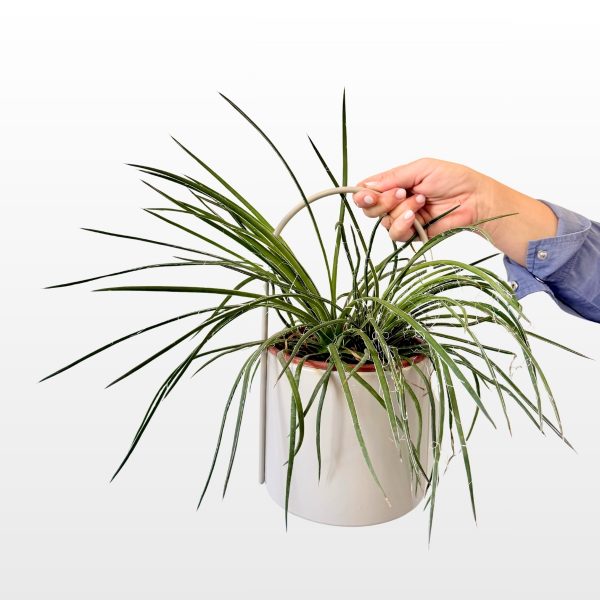 Agava uskih listova s nitima (Agave sp.) sukulentna je biljka uskih zelenih listova s finim bijelim nitima u visećoj ukrasnoj tegli, za terasu ili balkon.