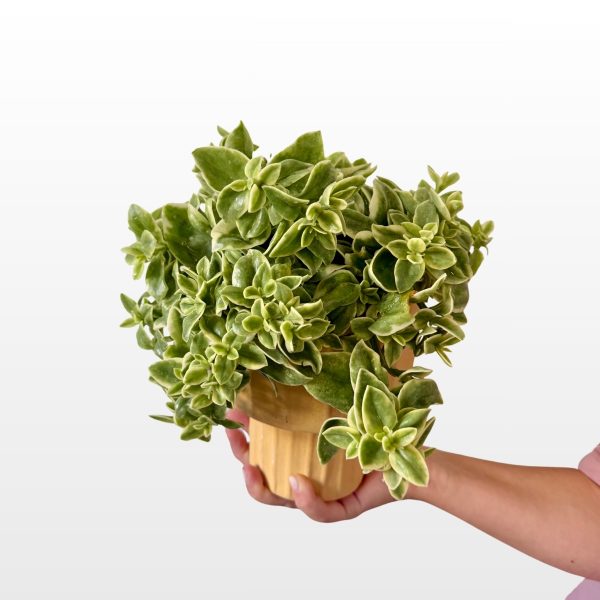 Aptenija (Aptenia cordifolia) puzavi je sukulent zelenih listova sa svjetlijim rubovima u ukrasnoj tegli, za sunčane terase, balkone i vrtove.