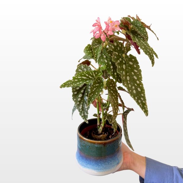 Begonija maculata (Begonia sp.) sobna je biljka sa zelenim listovima prošaranim srebrnim točkama i tamnocrvenim naličjem, za svijetle interijere.