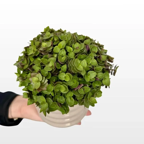 Kalisija Turtle Callisia repens s gustim sitnim listovima zelene boje s ljubičastim naličjem u ukrasnoj tegli bež boje u ruci