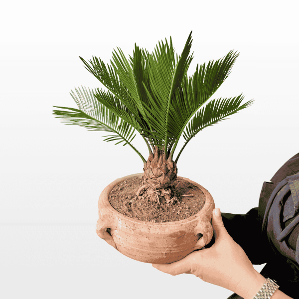 Cikas palma u terakota tegli (Cycas revoluta) zimzelena je biljka pravilne krošnje i tamnozelenih perastih listova u ukrasnoj terakota tegli, za svijetli interijer ili terasu.
