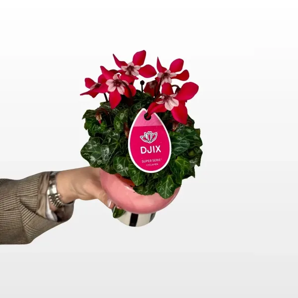 Ciklama 'Djix' (Cyclamen persicum) s dekorativnim srcolikim listovima i bogatim cvjetovima u ukrasnoj tegli.