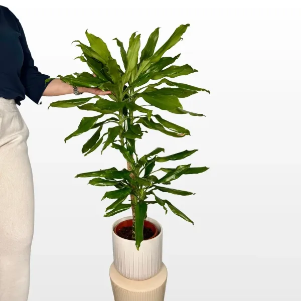 dracaena-fragrans-m-2.jpg