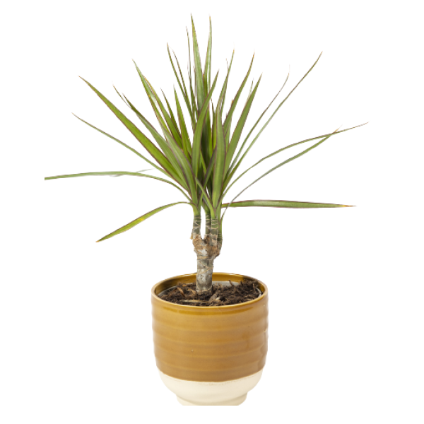 dracena-2.webp